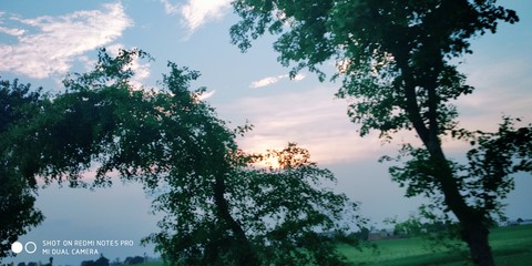 real natur