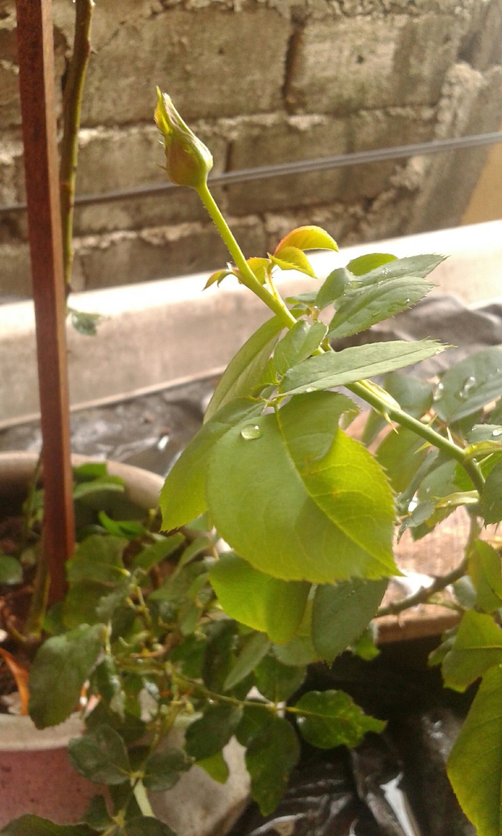 new born