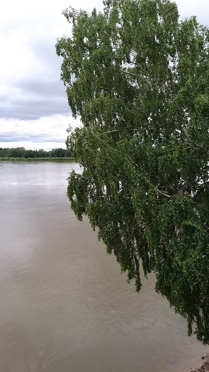 tree
