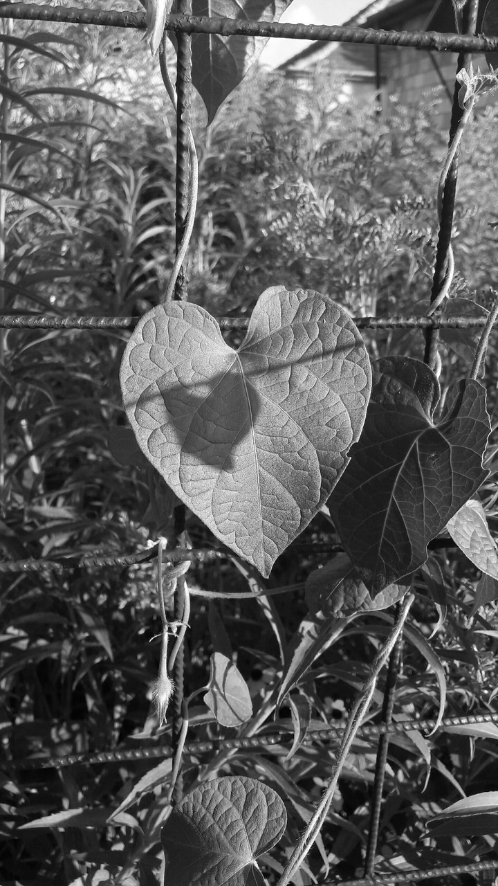 Nature Heart