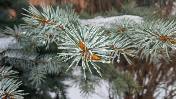 frozen bush