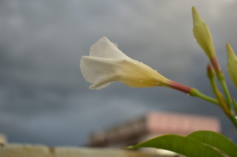 Nature in Rain