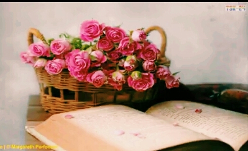 pink rose