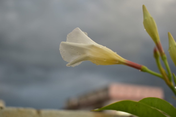Nature in Rain