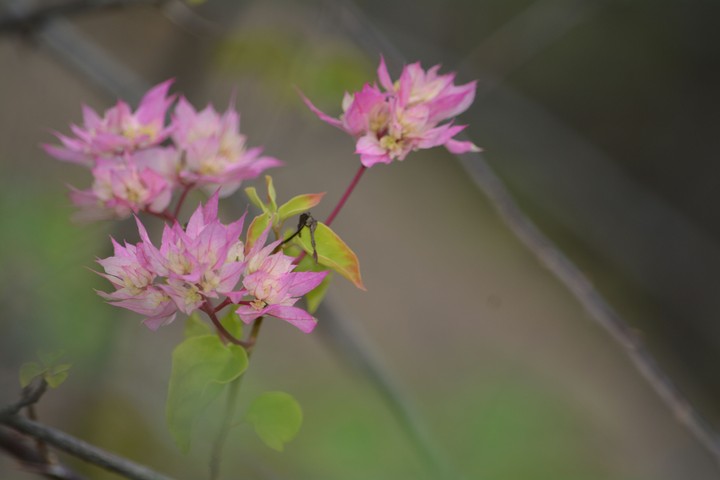 blossom