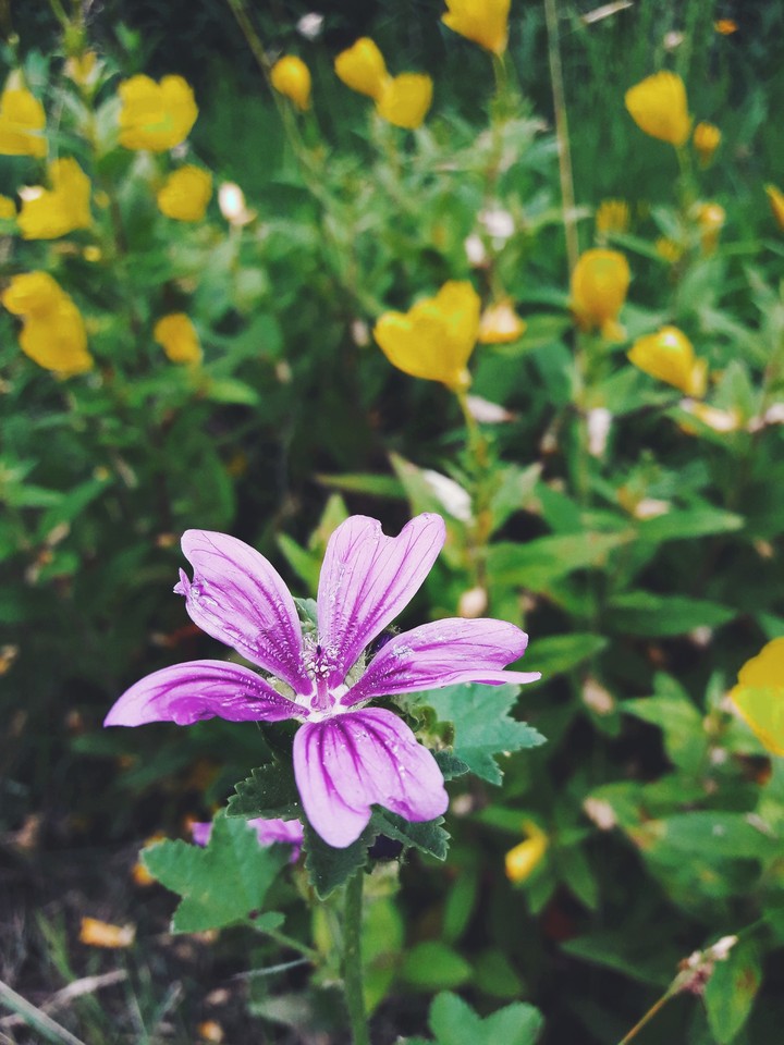 flowers