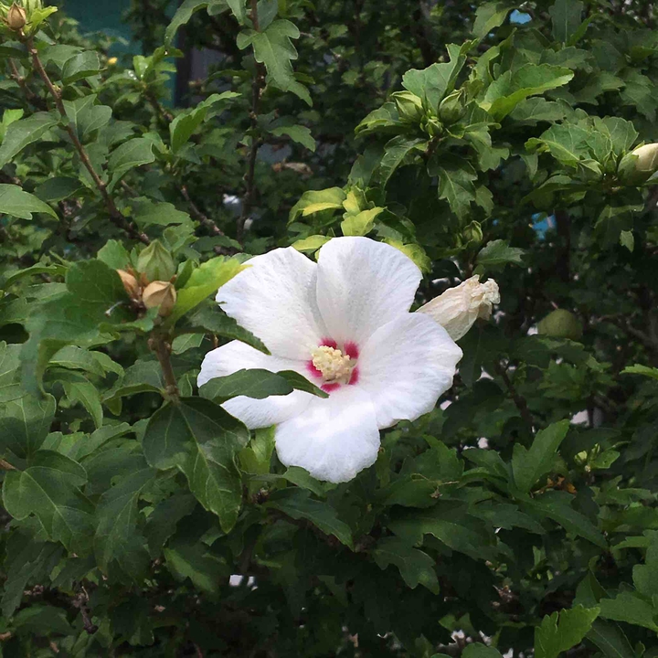 무궁화