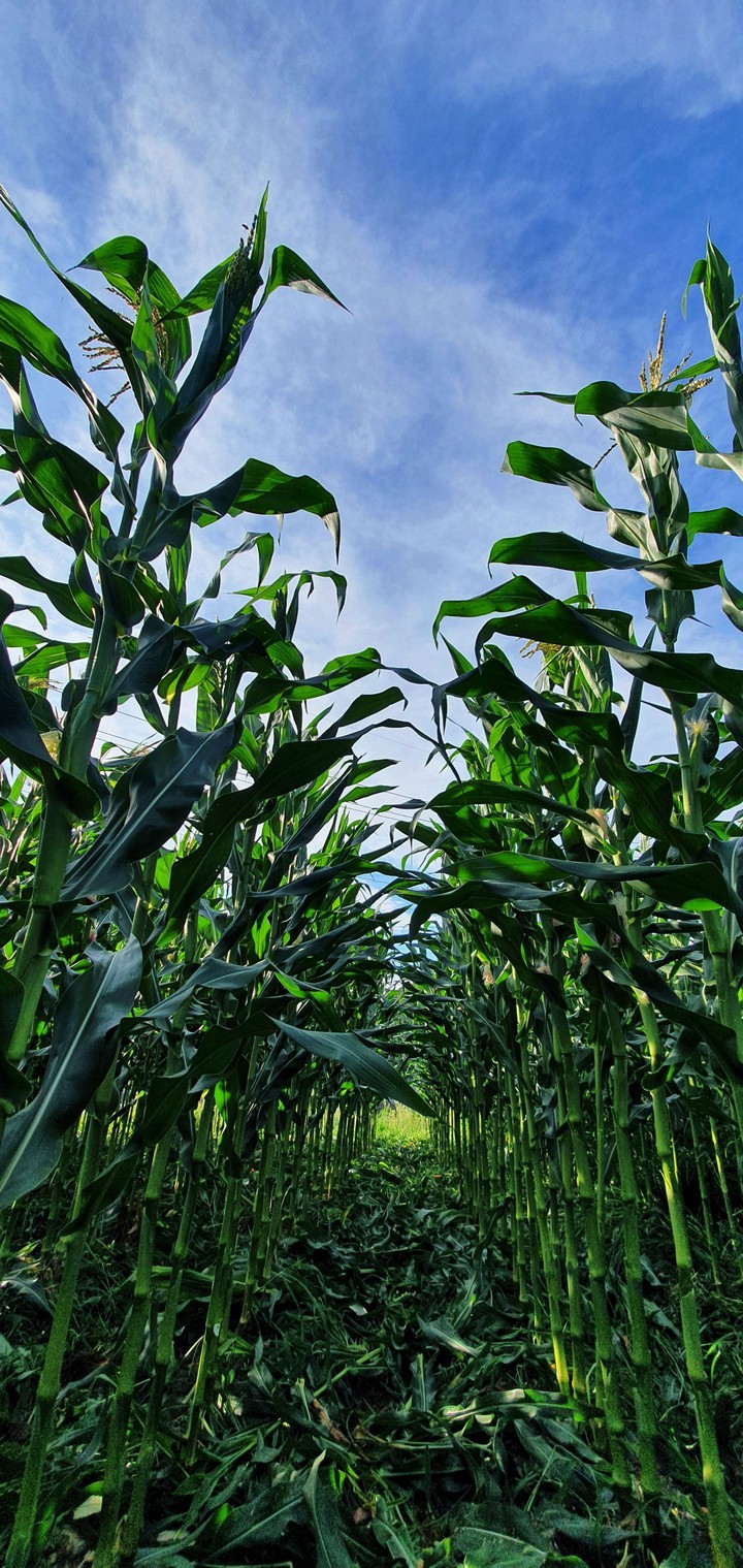 corn field2