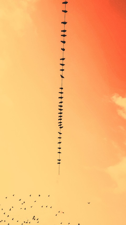 bird