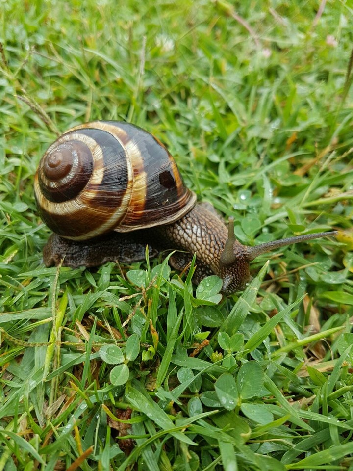 snail