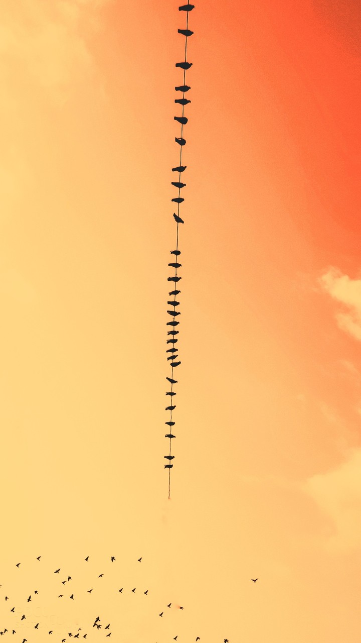 bird