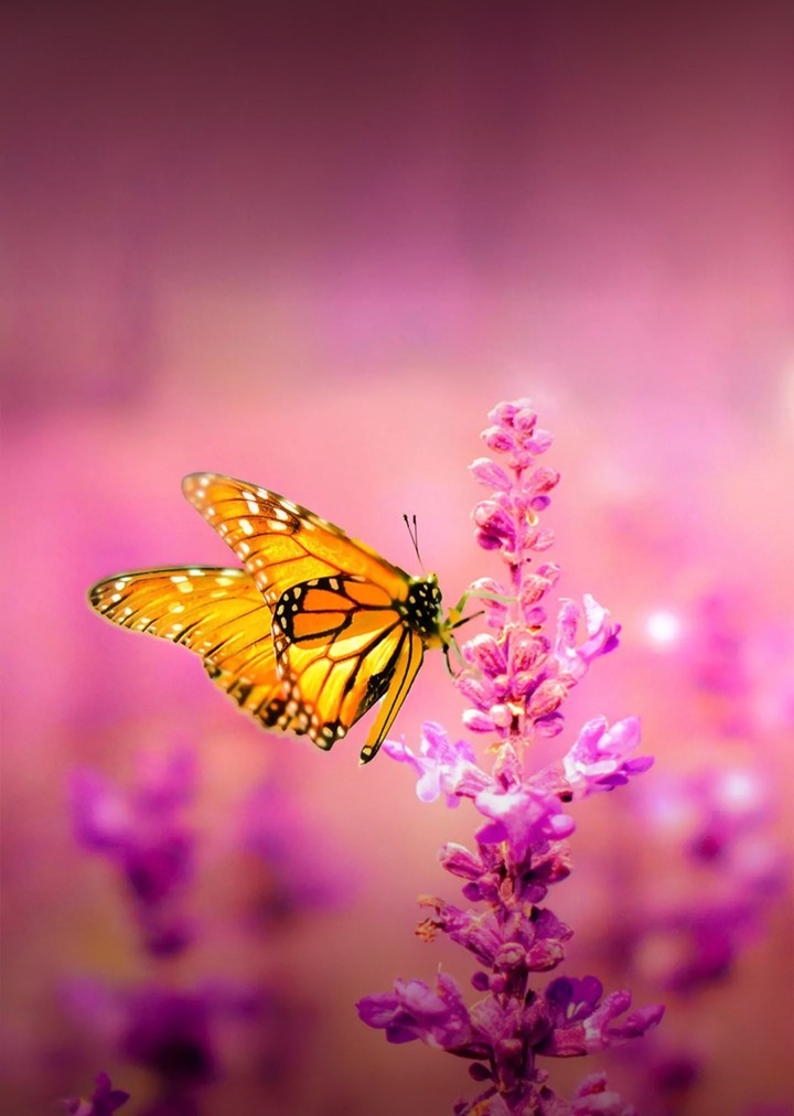 butterfly