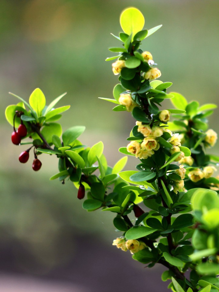 Barberry. Flowers and fruits