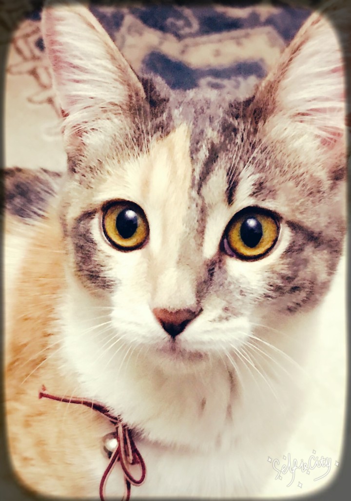 my cat diya