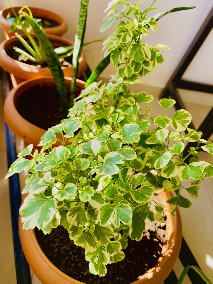 Garden Plant