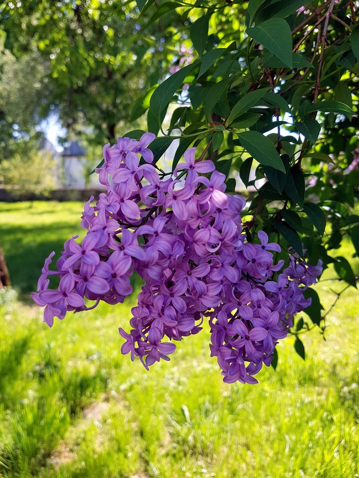 Spring time