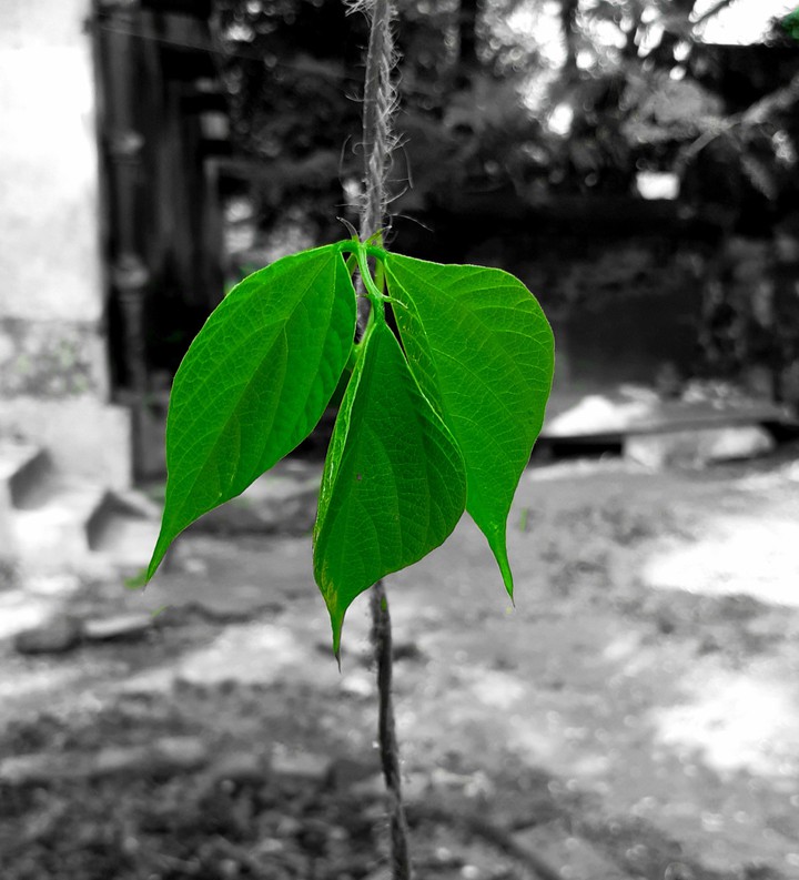 GREEN leaf