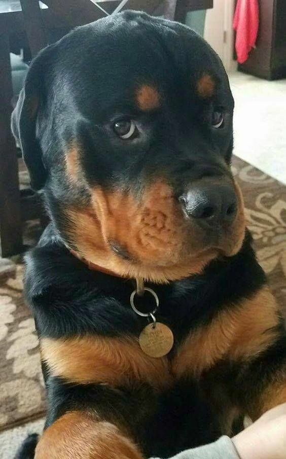 ❤️ ❤️