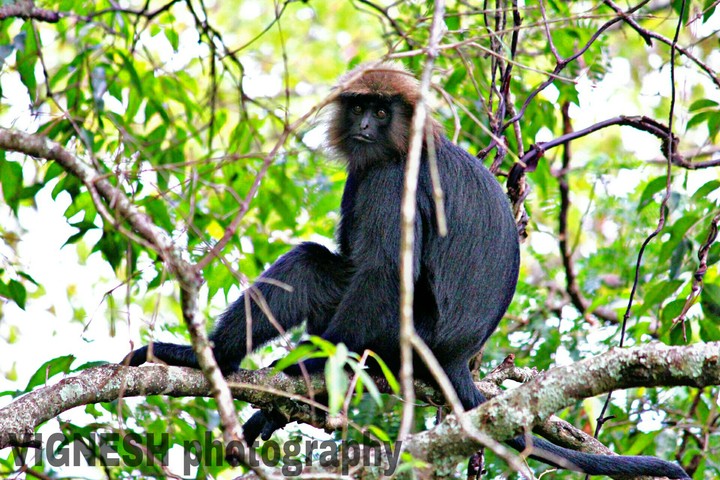 monkey