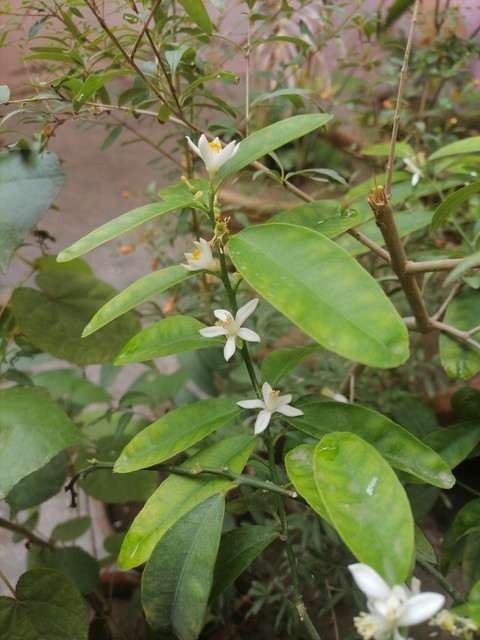 papéis de parede flower, leaf