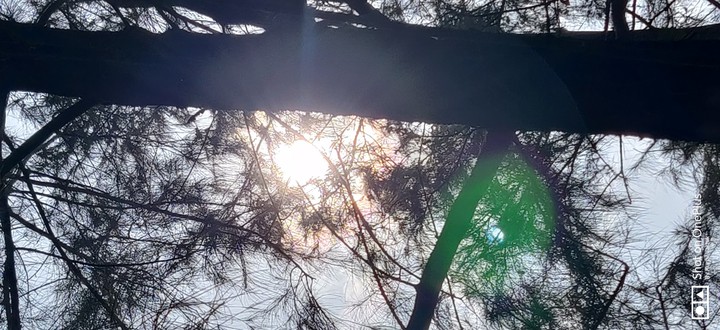 Afternoon sun