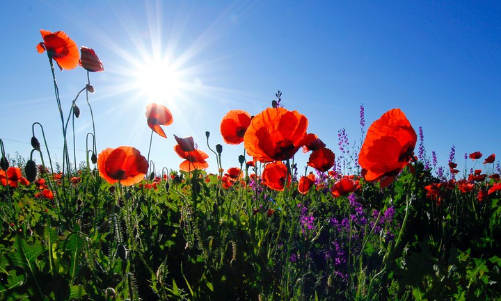 Poppies