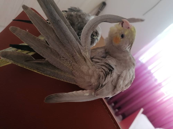 عروس