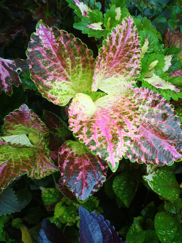 coleus