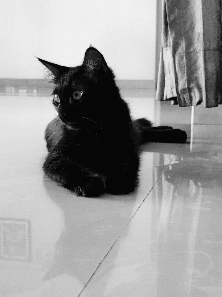 PoPo The Little Panther