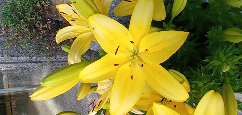 Yellow Flower