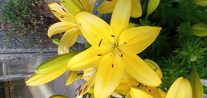 Yellow Flower
