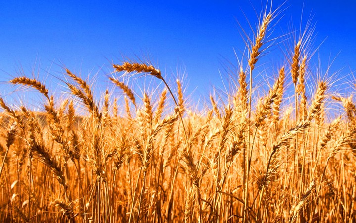 Golden wheat