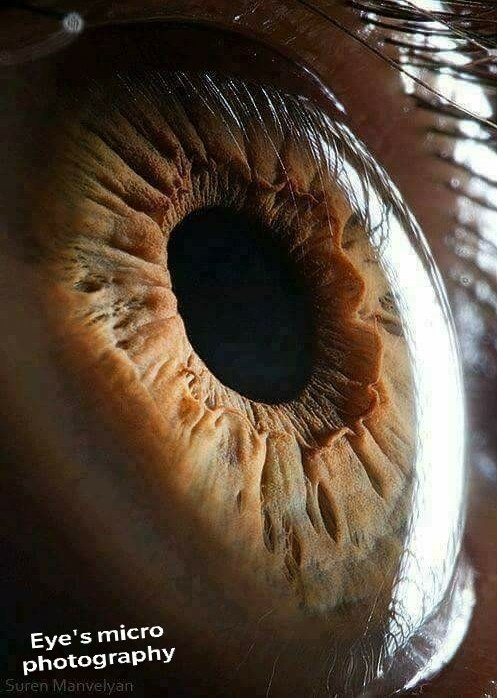 Eye