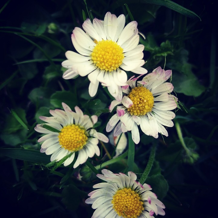 flowers