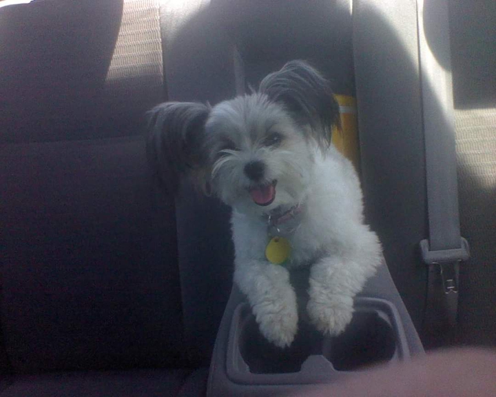 Famous Dog