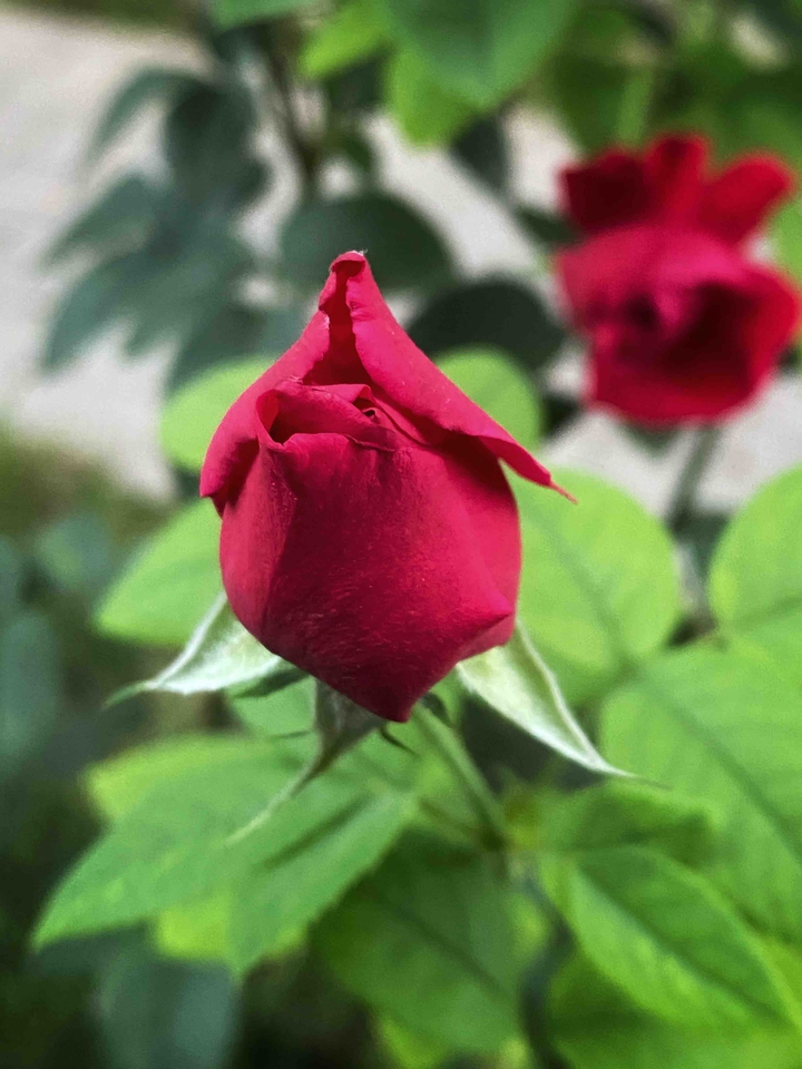 rosebud