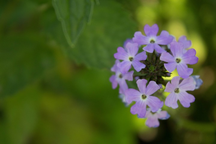 Little bouquet