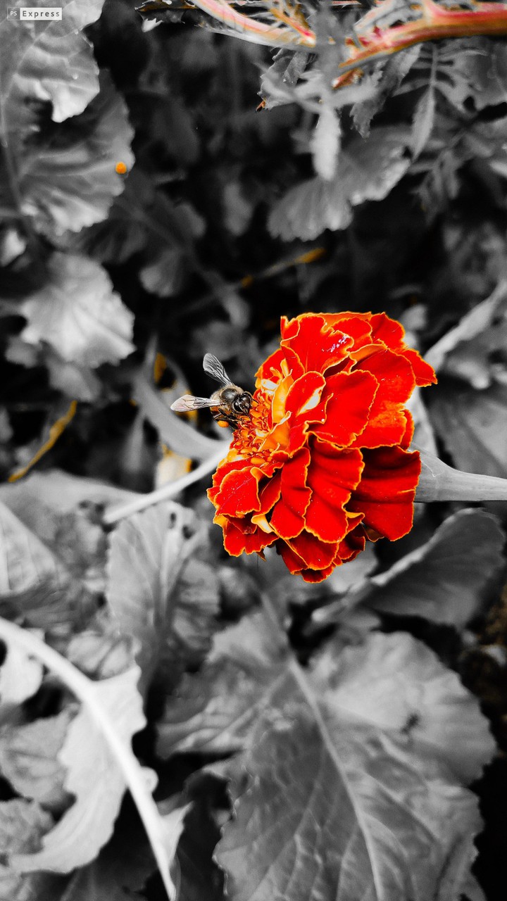 marigold