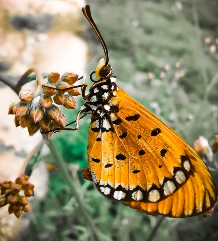 butterfly closeup