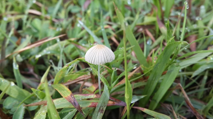 cute mushroom