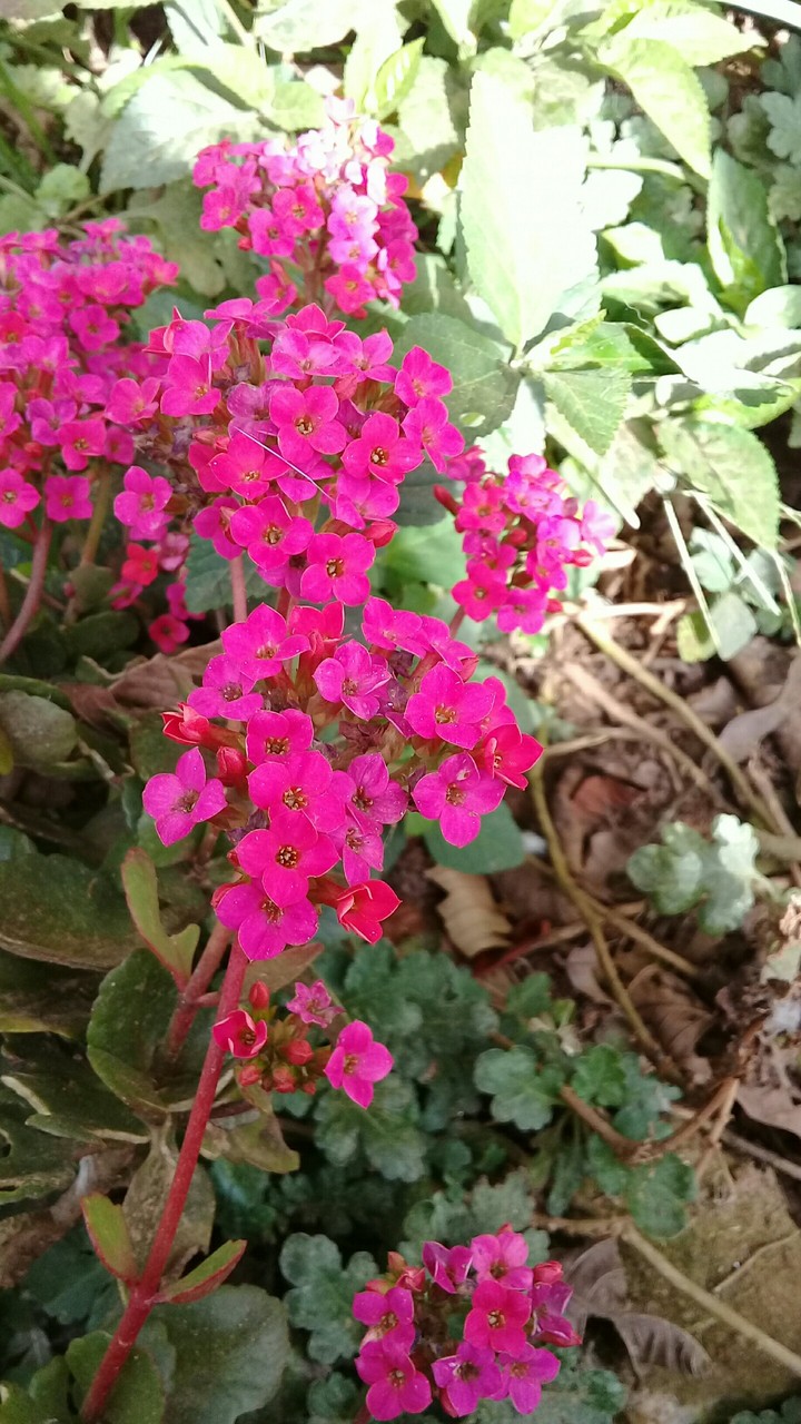 flower