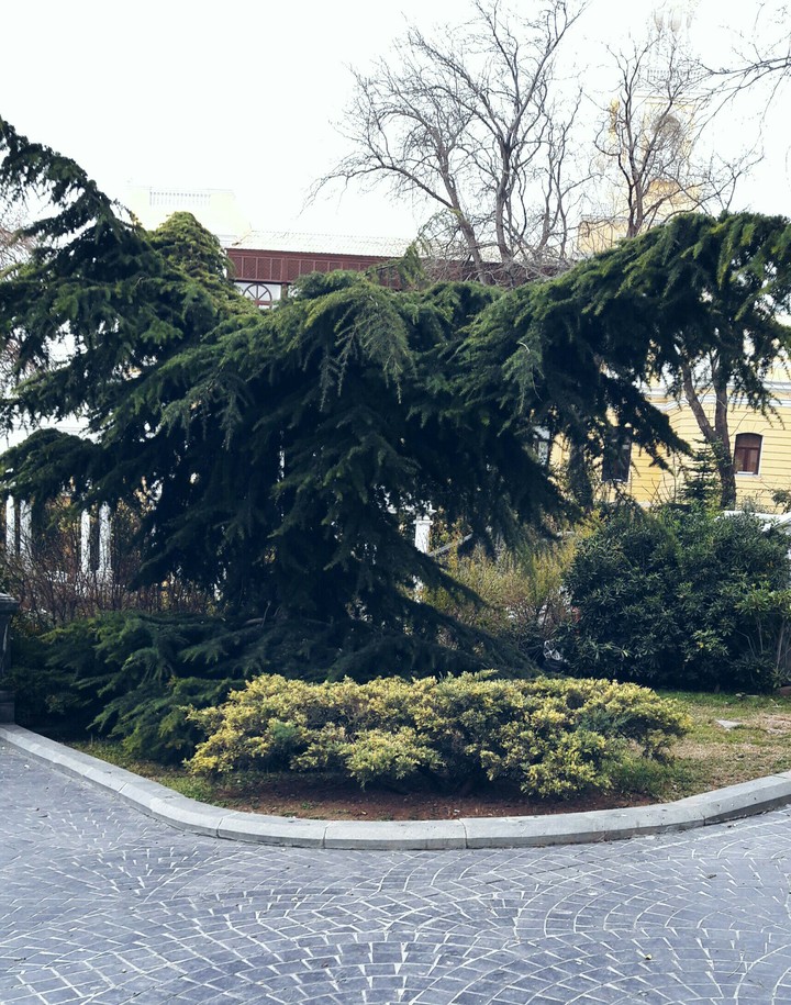 Green Tree