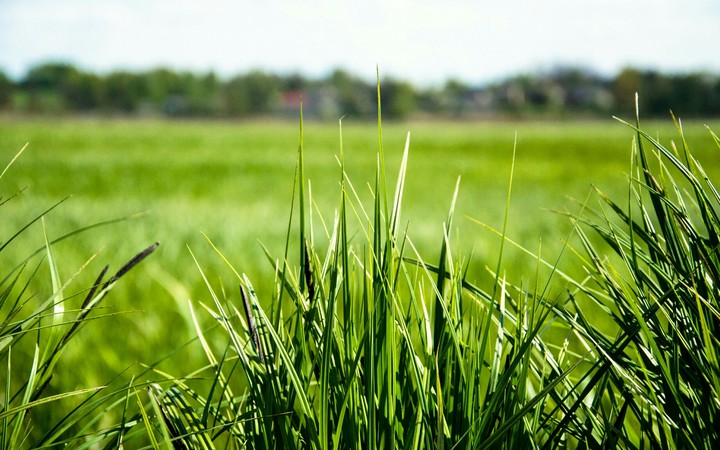 Grass