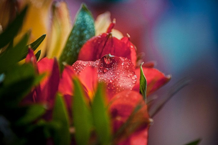 Flowers