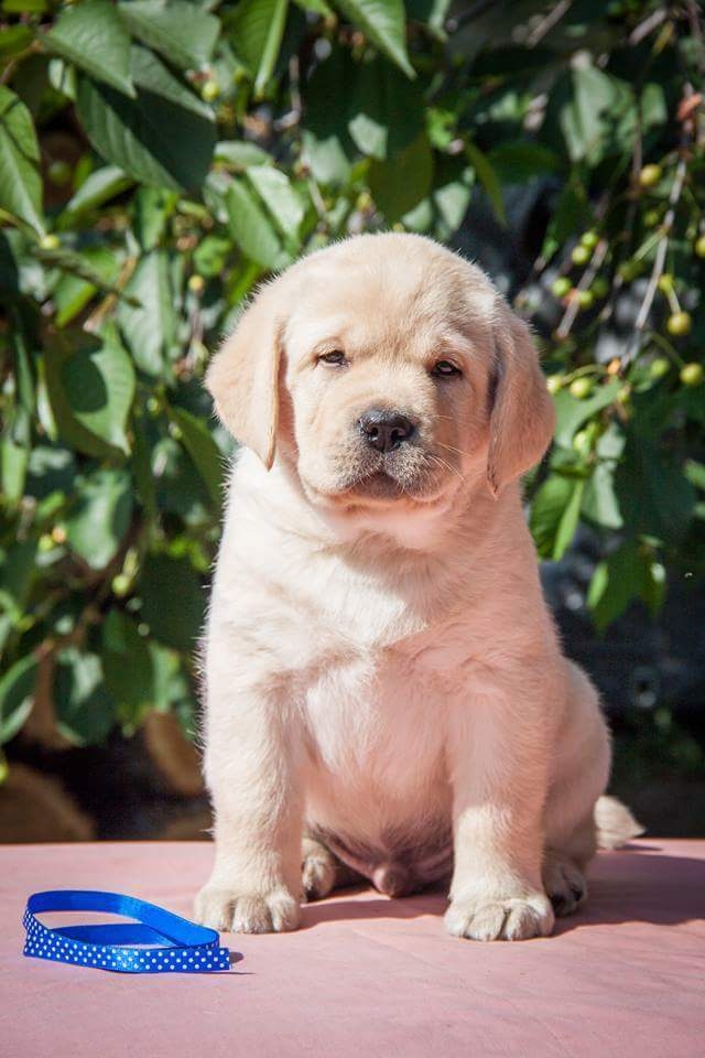 puppy