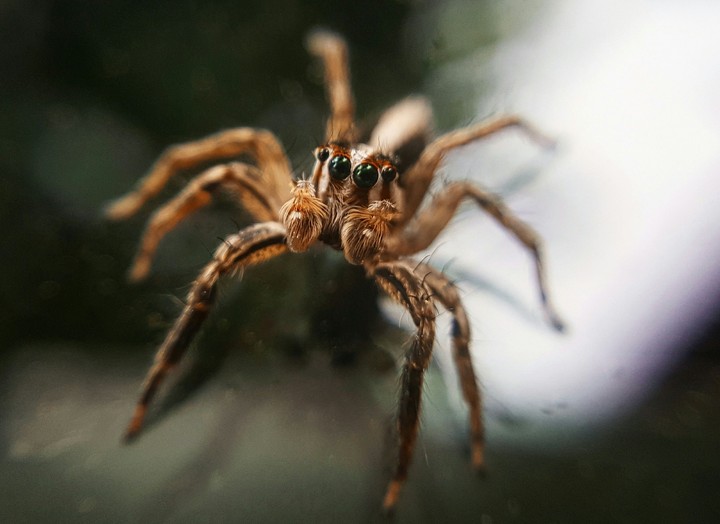 Spider