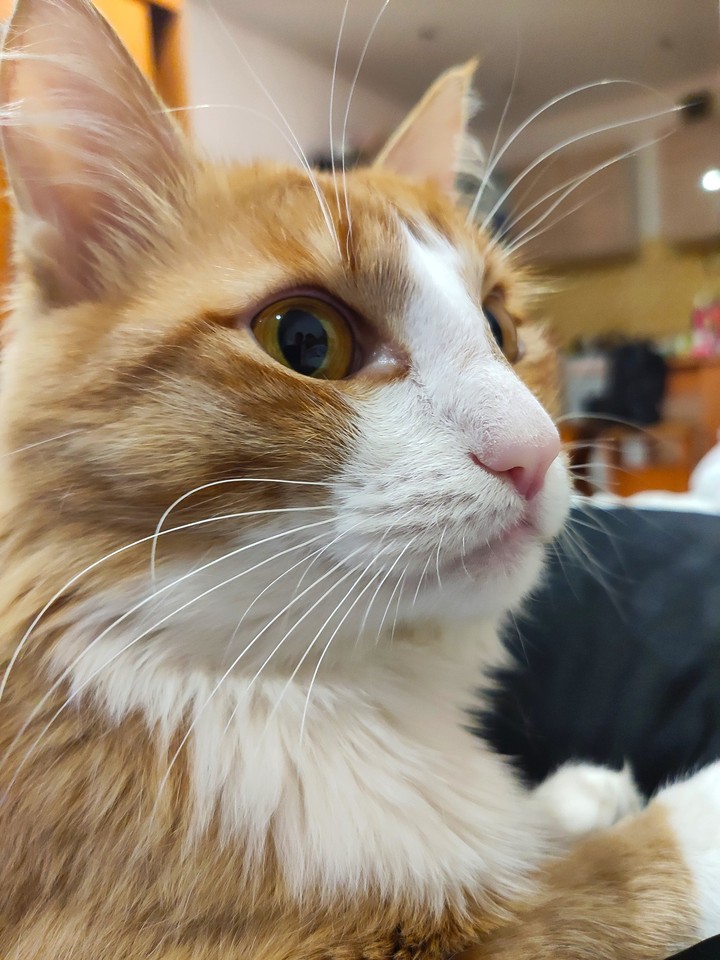 Simba