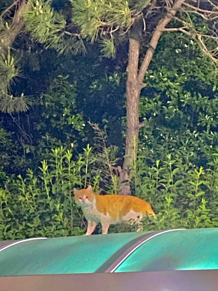 cat