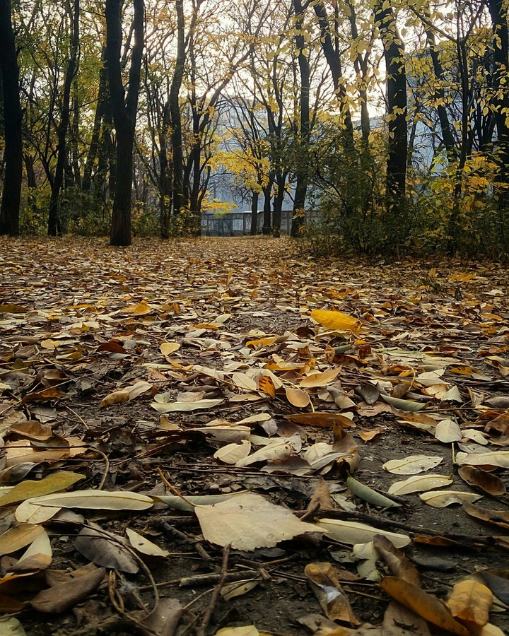 autumn