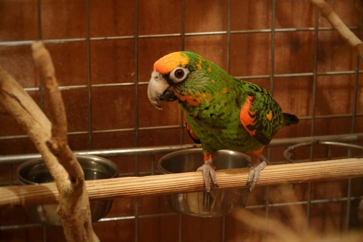 Parrot Jituku
